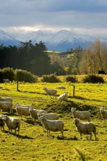 Stunning autumn scenery at Mount Cook, New Zealand. Sheep graze peacefully on lush green fields,