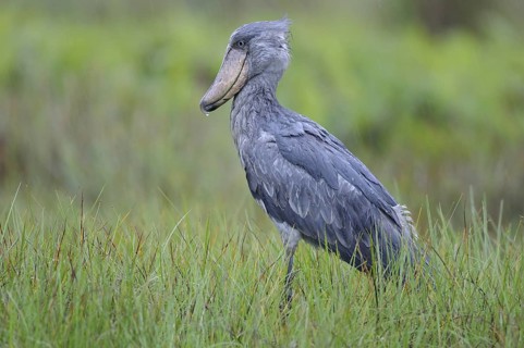 Shoebill (Balaeniceps rex), Uganda