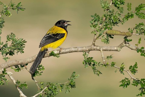 Audubon's Oriole (Icterus graduacauda) male singing, perched on a branch, Texas, USA