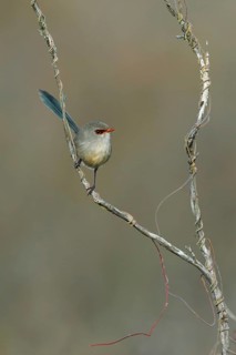 Variegated Fairywren (Malurus lamberti assimilis) female, Victoria, Australia