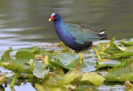 Purple Gallinule (Porphyrio martinicus) - Florida, USA