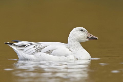 Snow Goose (Anser caerulescens), British Columbia, Canada