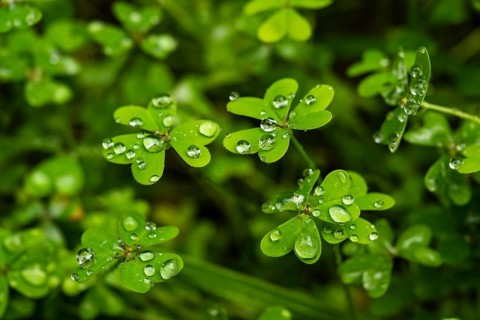 Green shamrocks with shiny water droplets in focus, Madeira, Portugal