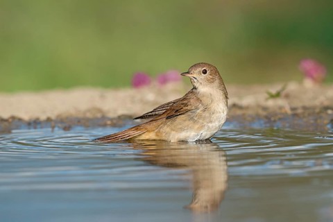 Common Nightingale (Luscinia megarhynchos) standing in water, Aosta Valley, Italy
