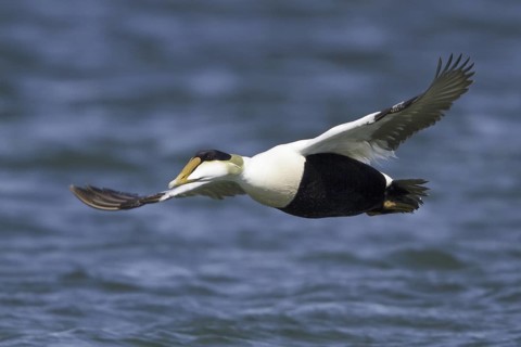 Common Eider (Somateria mollissima) male flying, Manitoba, Canada