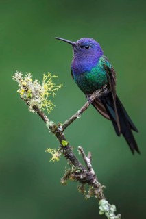 Swallow-tailed Hummingbird (Eupetomena macroura) perched on a branch in the Atlantic rainforest of