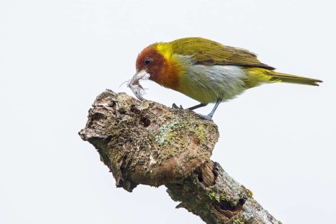 Rufous-headed Tanager (Hemithraupis ruficapilla) perched on a branch in the Atlantic rainforest of