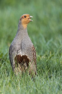 Grey Partridge (Perdix perdix) male displaying, Lower Saxony, Germany