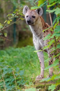 An adult Spotted Hyena (Crocuta crocuta) or Laughing Hyena stands in a meadow behind a bush
