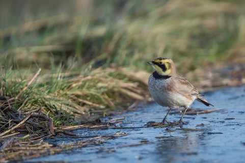 Horned Lark (Eremophila alpestris), Schleswig-Holstein, Germany