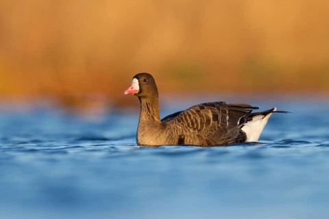 Greater White-fronted Goose (Anser albifrons), Utrecht, Netherlands