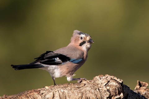 Eurasian Jay (Garrulus glandarius), Andalusia, Spain