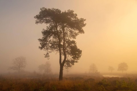 Pine (Pinaceae) in the moor with fog, nature reserve, Vernner Moor, Neuenkirchen-Vörden, Lower