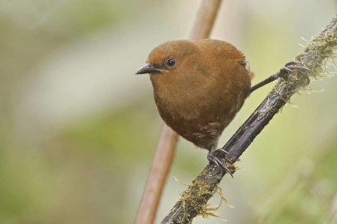 Rufous Wren (Cinnycerthia unirufa), Ecuador