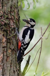Great Spotted Woodpecker (Dendrocopos major) male at breeding cavity with food in beak, North