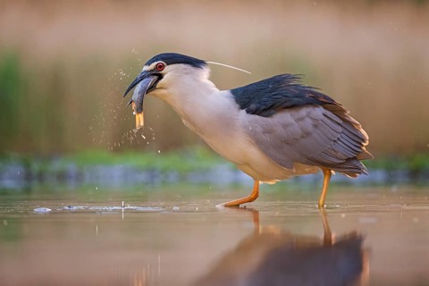 Black-crowned Night Heron (Nycticorax nycticorax) eating a fish, Kiskunsag National Park, Hungary