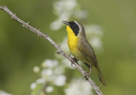 Common Yellowthroat (Geothlypis trichas) singing, Ohio, USA