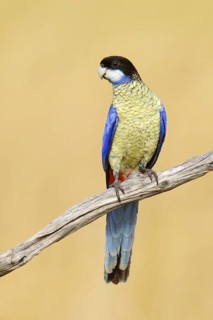 Northern Rosella (Platycercus venustus), Northern Territory, Australia
