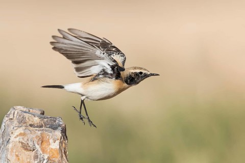 Desert Wheatear (Oenanthe deserti homochroa) taking flight, Eilat, Israel