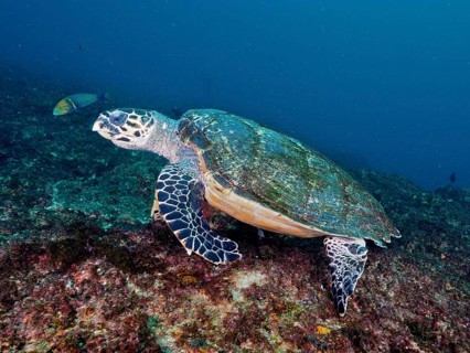 Pacific Hawksbill sea turtle (Eretmochelys imbricata bissa)