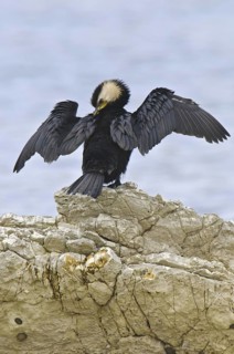 Little Pied Cormorant (Microcarbo melanoleucos), New Zealand