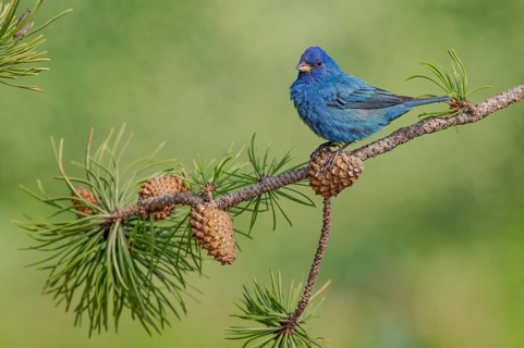 Indigo Bunting (Passerina cyanea) male perched on a branch, Texas, USA