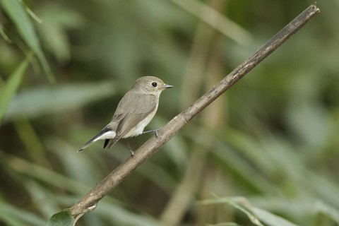 Taiga Flycatcher (Ficedula albicilla), Kaeng Krachan, Thailand