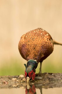 Common Pheasant (Phasianus colchicus) male drinking, Serbia