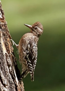 Yellow-bellied Sapsucker, Sphyrapicus varius, juvenile bird, eating sap from a tree in Saskatoon,