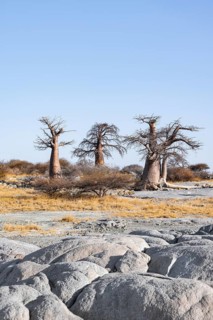 African baobab or baobab tree (Adansonia digitata), arid landscape, Kubu Island (Lekubu), Sowa Pan,