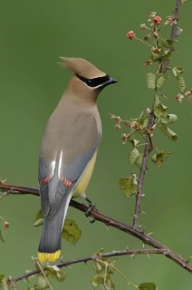 Cedar Waxwing (Bombycilla cedrorum), Texas, USA