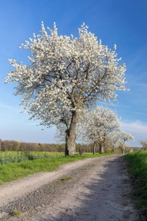 Path with flowering cherry trees (Prunus), Klipphausen, Saxony, Germany