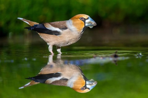 Hawfinch (Coccothraustes coccothraustes) female at a waterhole, Netherlands