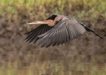 African Darter (Anhinga rufa) flying, Gambia