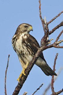 Broad-winged Hawk (Buteo platypterus), Texas, USA