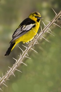 Bullock's Oriole (Icterus bullockii), Arizona, USA