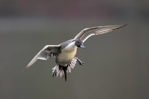 Spiessente (Anas acuta), Pintail, Maennchen, Erpel, im Flug, landend, Februar, Oberhausen,