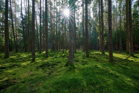Sunshine falls on the mossy soil of the forest, which is covered with tall trees, Mudau, Odenwald,