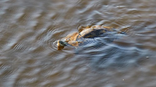 A turtle swims just below the water surface, Gialova lagoon, protected wetland, bird paradise,