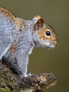 Portrait of Grey Squirrel, Sciurus carolinensis in a forest at winter