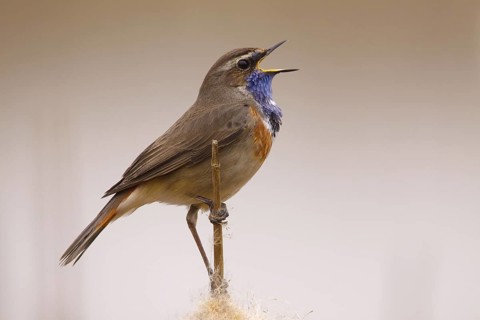 Bluethroat (Luscinia svecica cyanecula) male singing, Utrecht, Netherlands