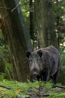 A last relaxed look at the wild boar (Sus scrofa), then it disappears into a neighbouring spruce