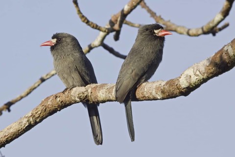 White-fronted Nunbird (Monasa morphoeus), Ecuador