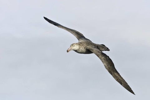 Southern Giant Petrel (Macronectes giganteus), Antarctica