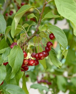 Ornamental apple (Malus baccata 'Street Parade'), Anchers Havecenter, Premnitz, Brandenburg,