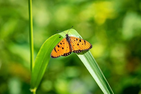 An orange butterfly with black dots on a green leaf in a natural environment, a Tawny Coster