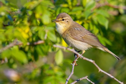 Willow Warbler, Willow Warbler, Phylloscopus trochilus, Pouillot fitis, Mosquitero Musical, Bad