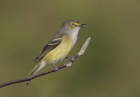 White-eyed Vireo (Vireo griseus) singing, Ohio, USA