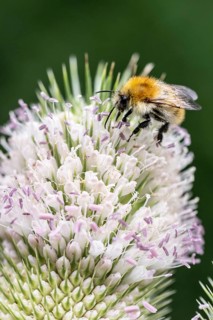 Early bumblebee (Bombus pratorum) on teasel (Dipsacus sylvestris), Emsland, Lower Saxony, Germany