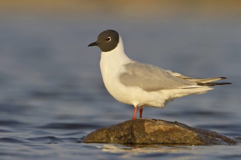 Bonaparte's Gull (Chroicocephalus philadelphia), Manitoba, Canada